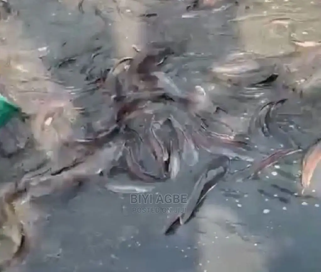 Extra Big Catfish Size