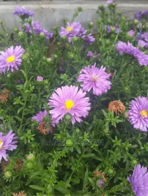 Purple Aster (New York Aster)
