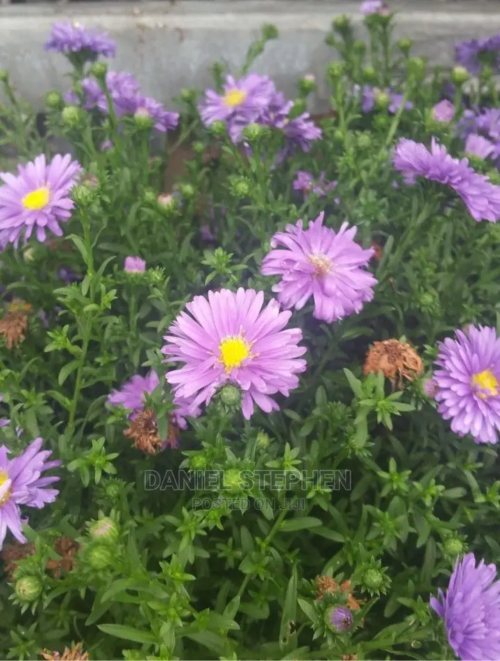 Purple Aster (New York Aster)