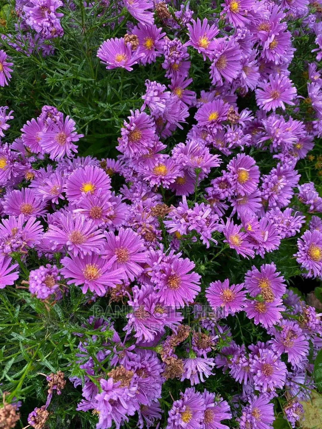 Purple Aster (New York Aster)
