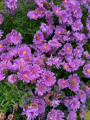 Purple Aster (New York Aster)