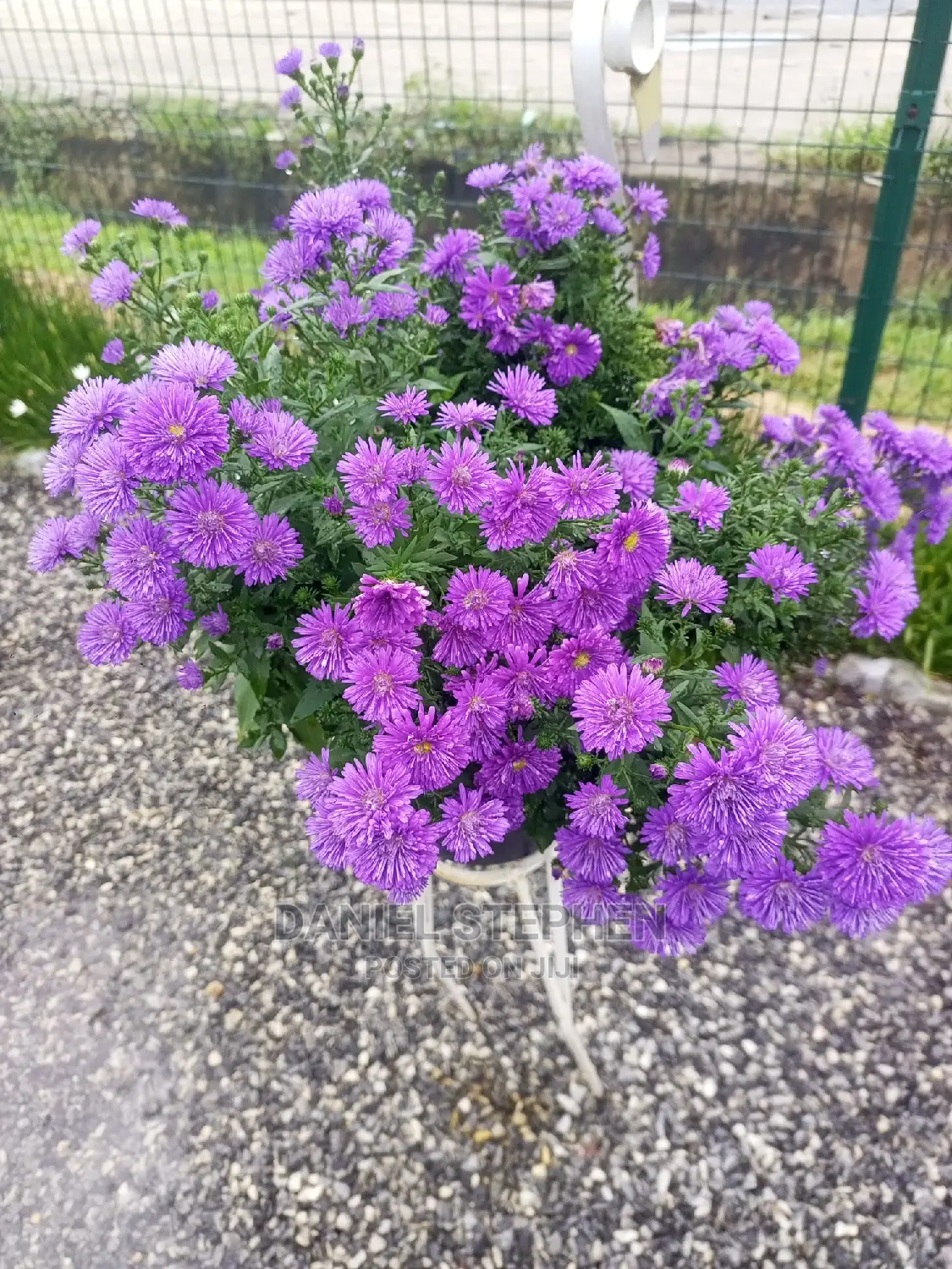 Purple Aster (New York Aster)