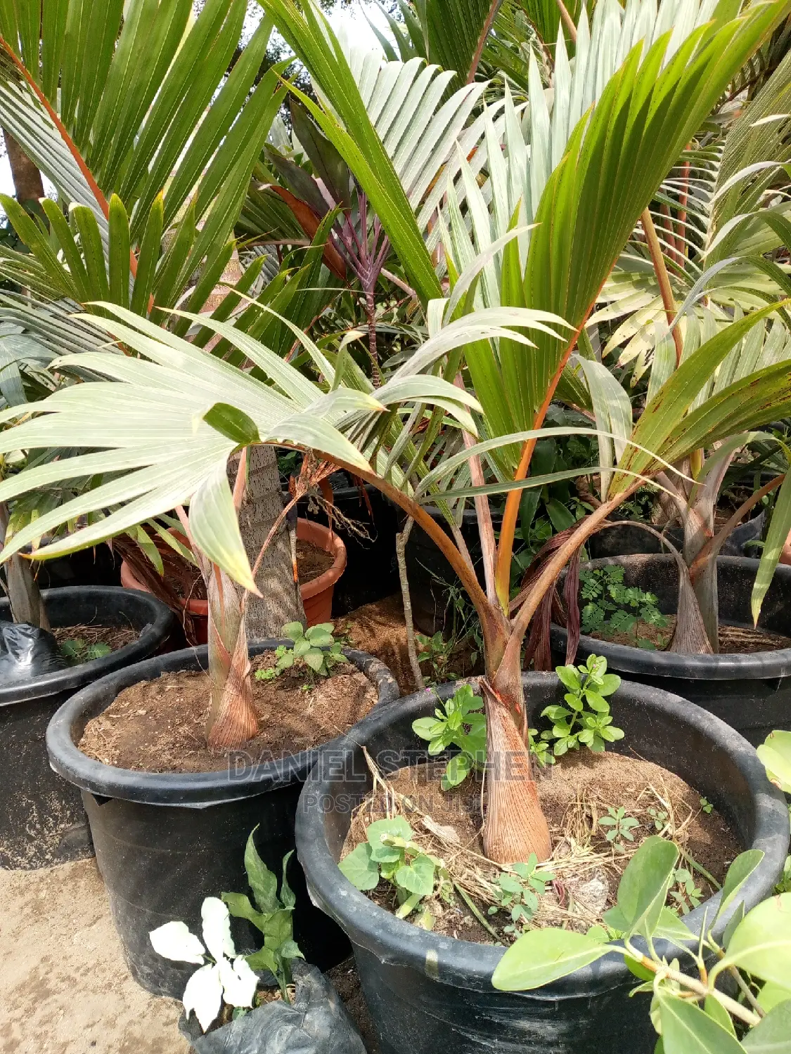Bottle Palm