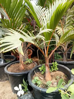 Bottle Palm