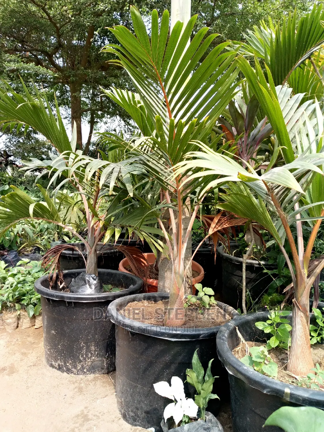Bottle Palm