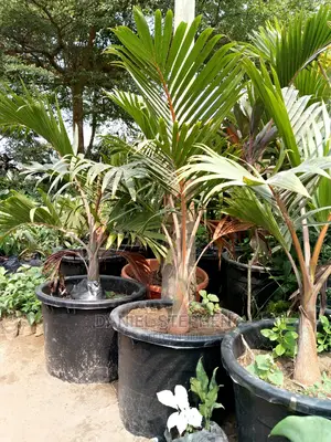 Bottle Palm