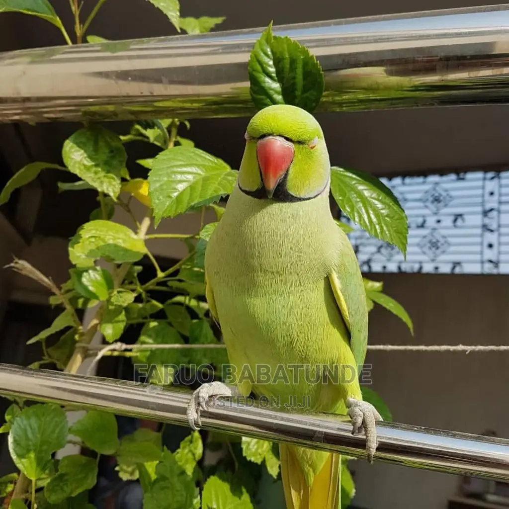 Indian Ringneck