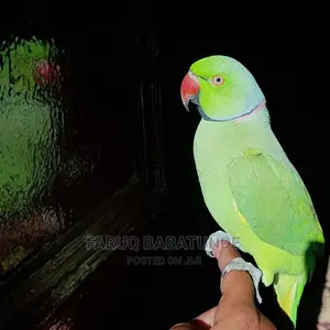 Indian Ringneck