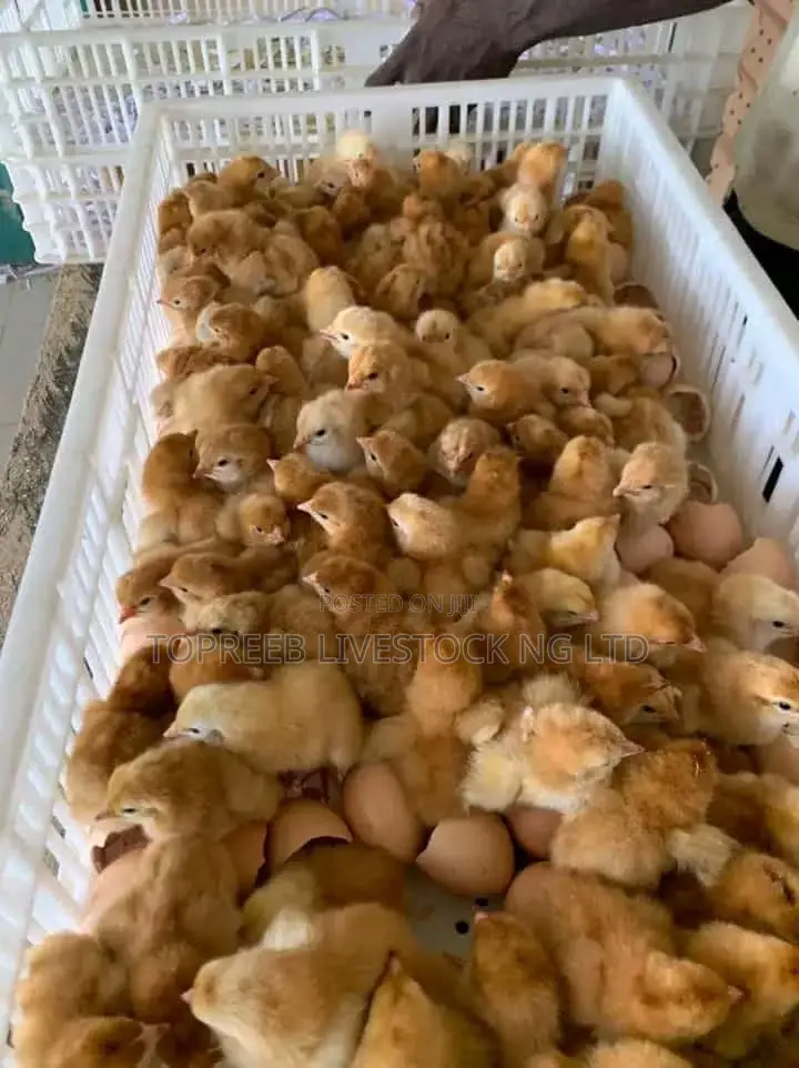 Day Old Chicks
