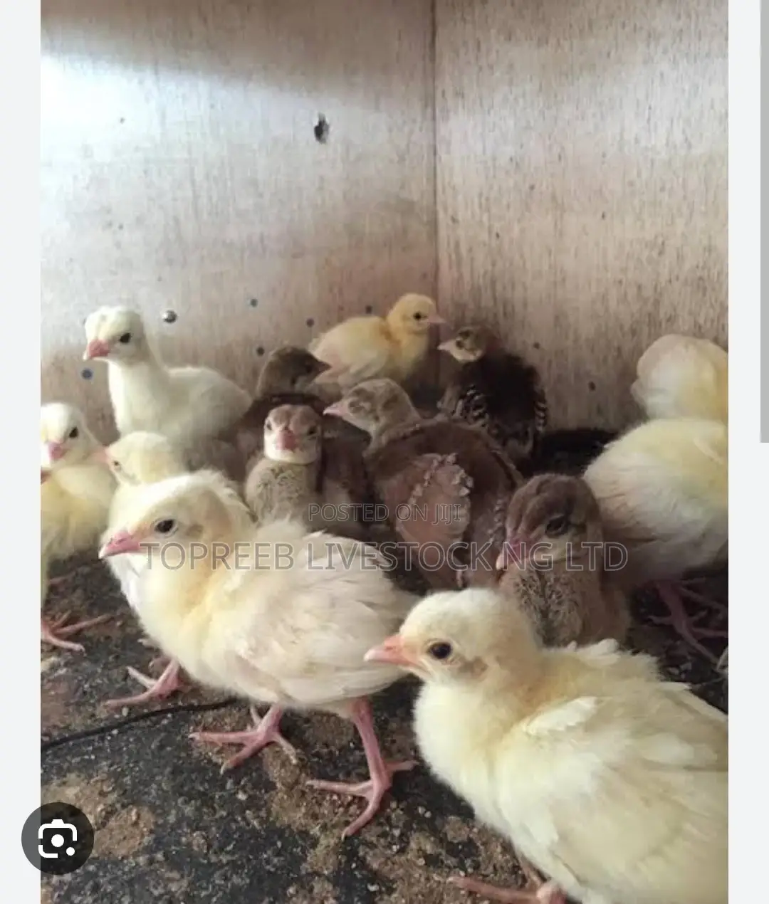 Day Old Chicks