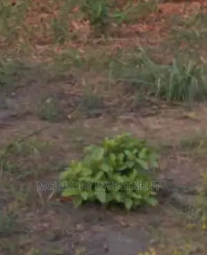 A Dry Level Well Located Land for Sale at Ikoyi