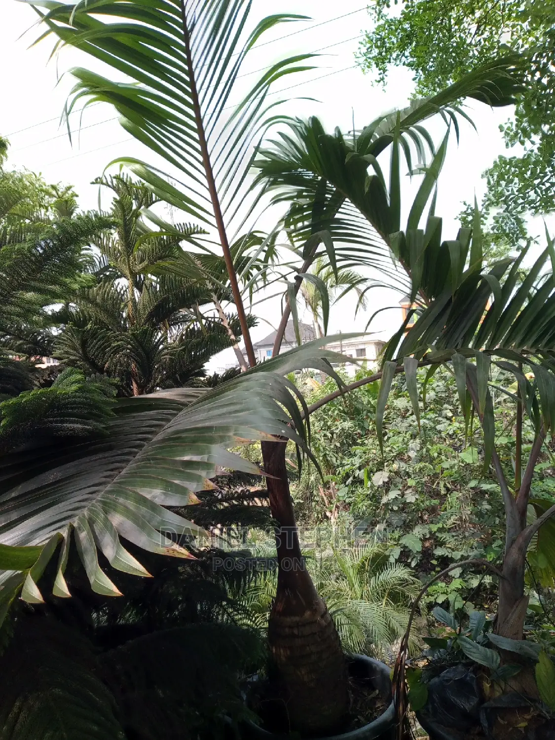 Bottle Palm for Sale (Different Sizes)