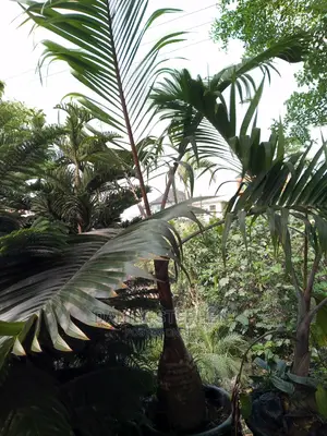 Bottle Palm for Sale (Different Sizes)