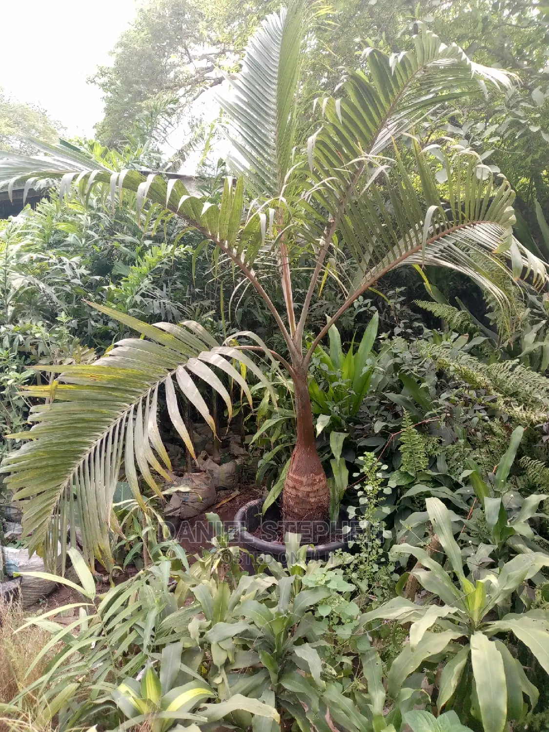 Bottle Palm for Sale (Different Sizes)