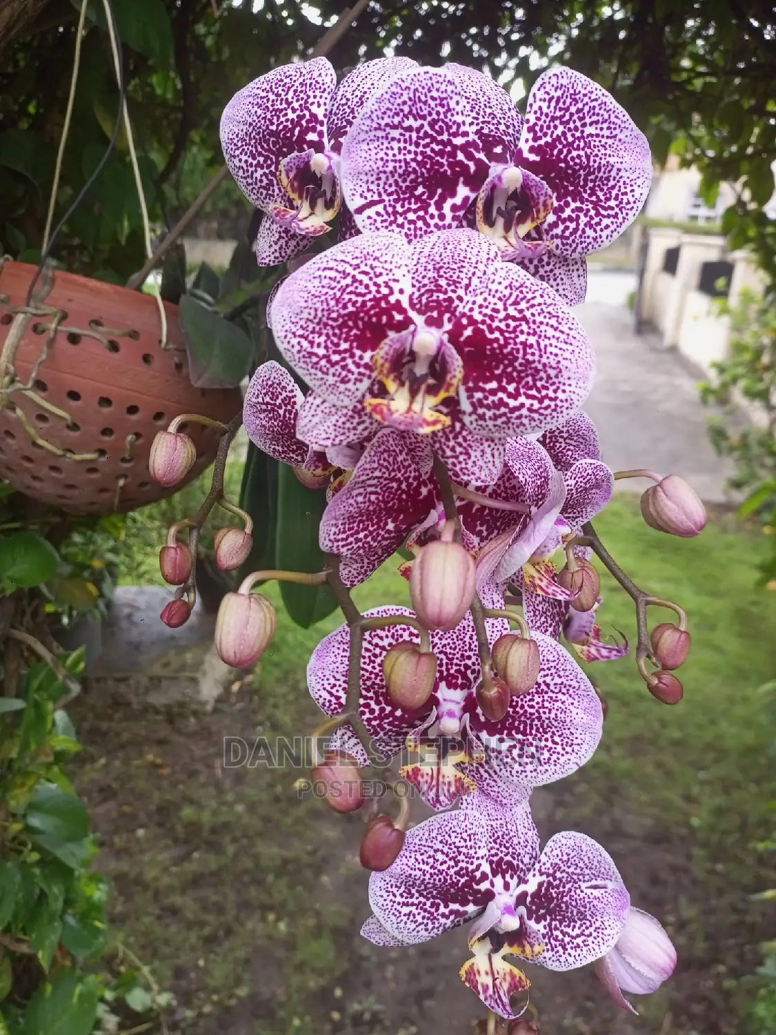 Exotic Plants for Sale