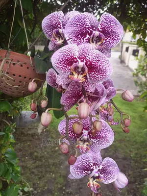 Exotic Plants for Sale