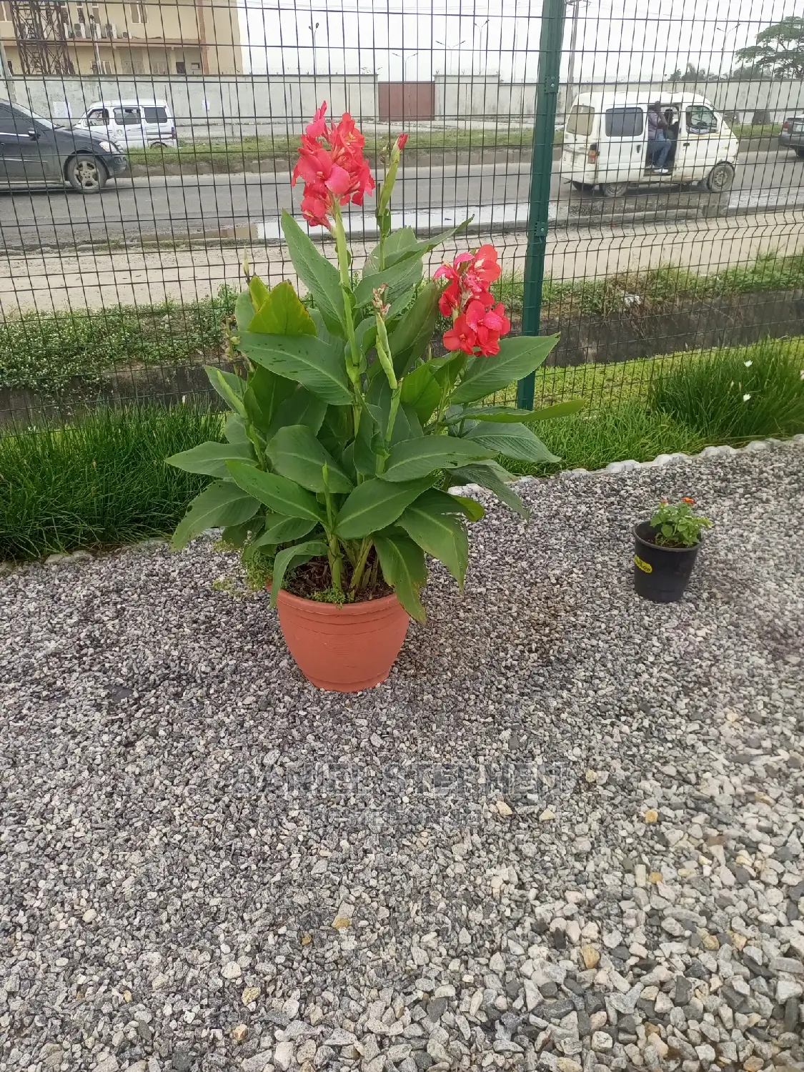 Exotic Plants for Sale