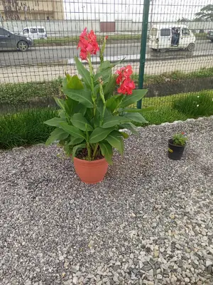 Exotic Plants for Sale