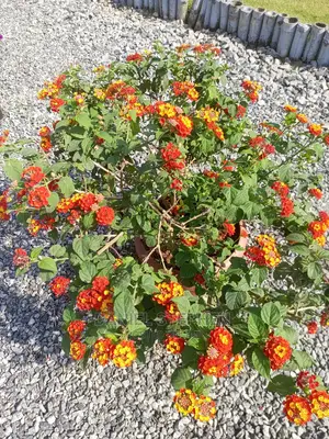 Exotic Plants for Sale