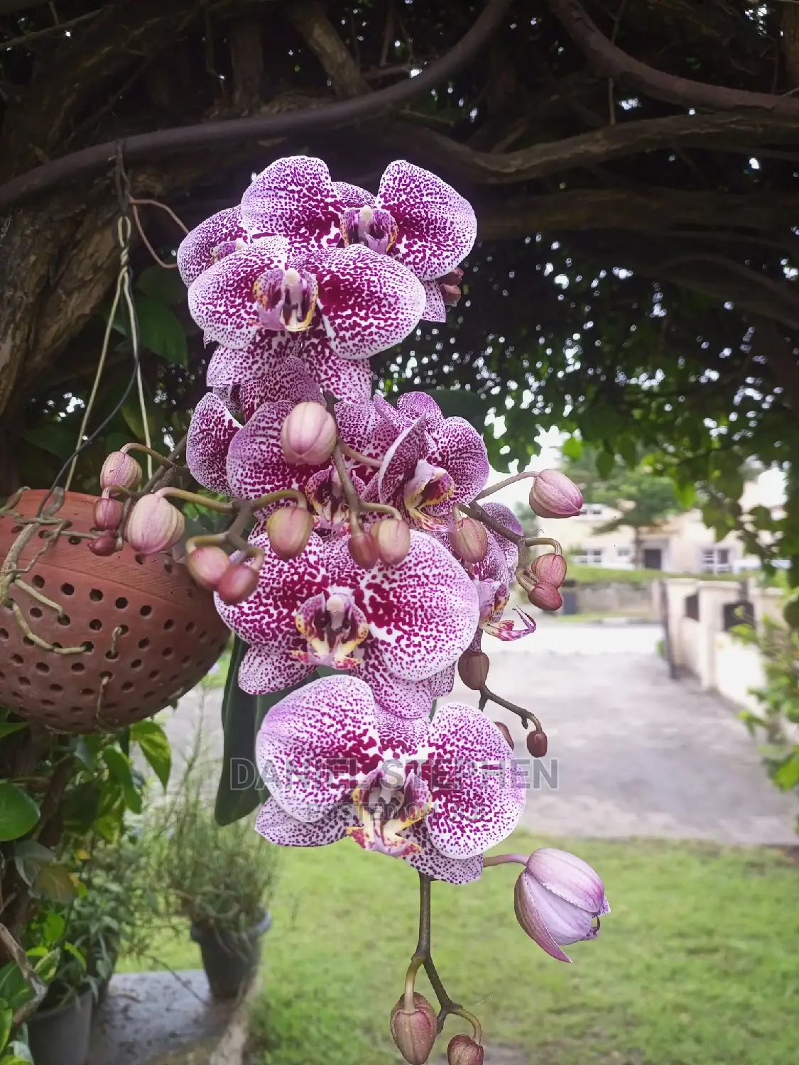 Exotic Plants for Sale