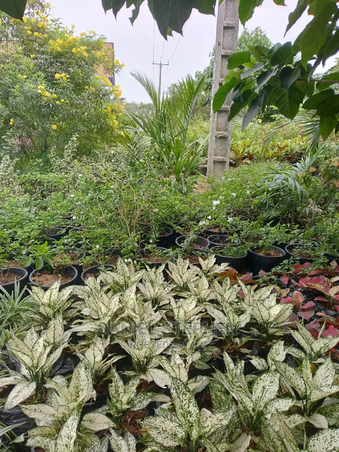 Exotic Plants for Sale