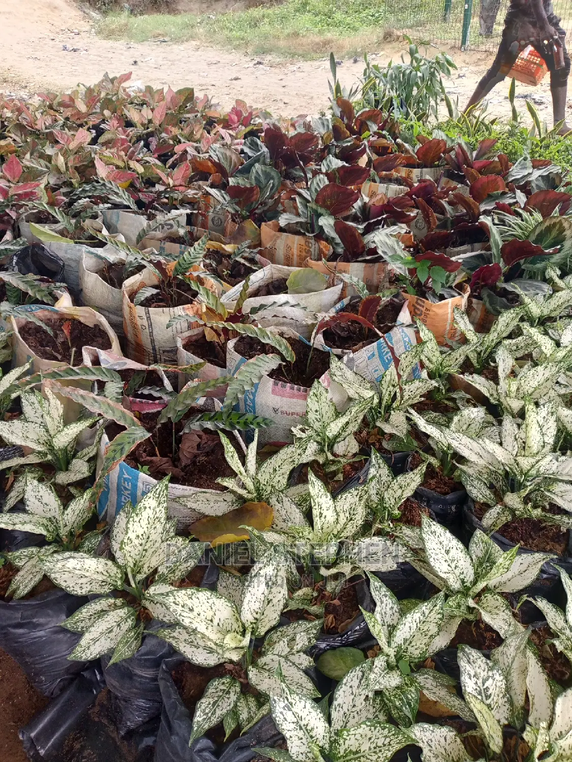Exotic Plants for Sale