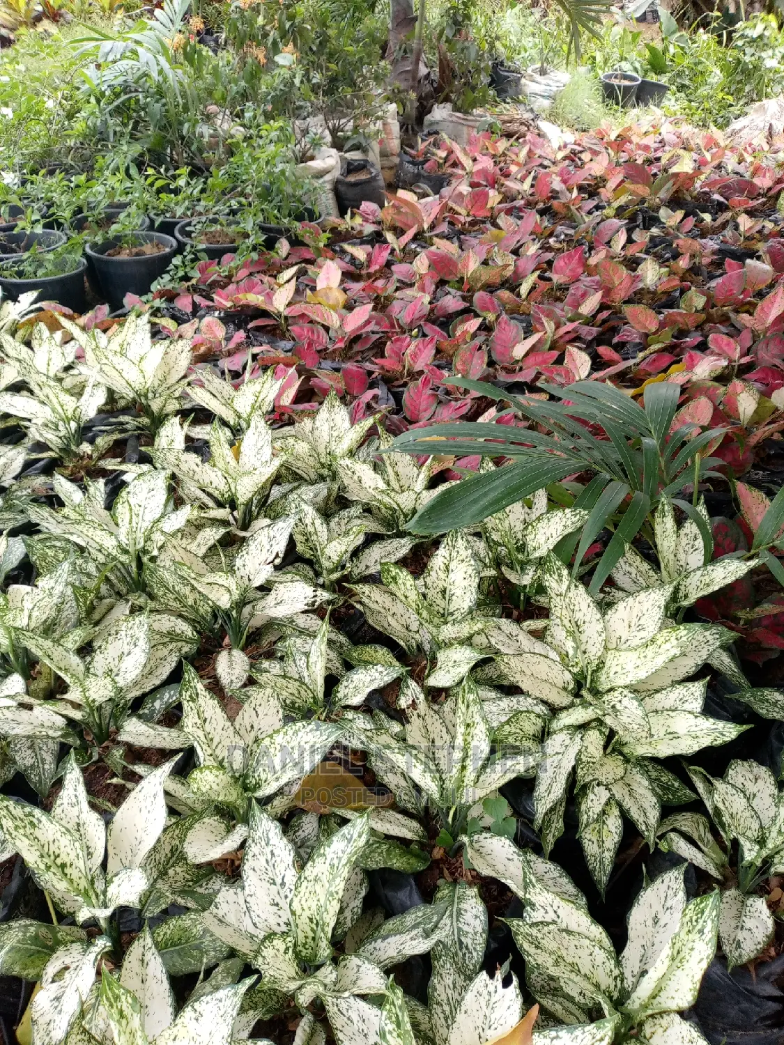 Exotic Plants for Sale