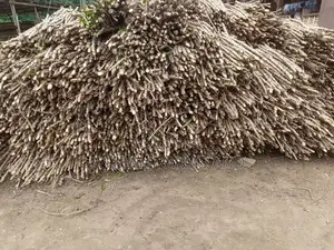 TME 419 Cassava Stems for Sale