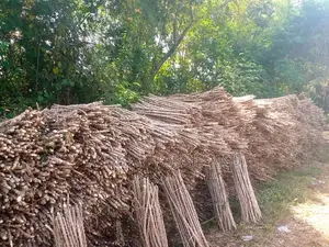 TME 419 Cassava Stems for Sale