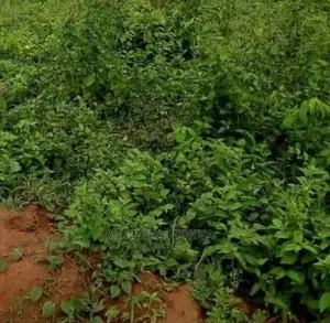 1115m2 of Fenced and Gated Land at Oregun Link Road