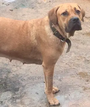 1+ year Female Purebred Boerboel