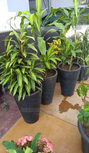 Balcony Plants