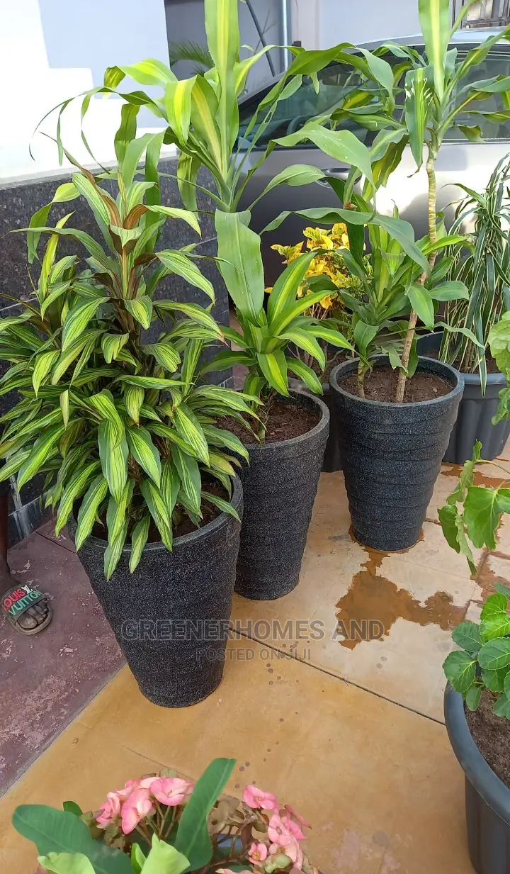 Balcony Plants