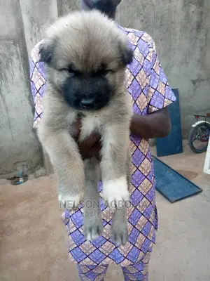 3-6 months Male Purebred Caucasian Shepherd