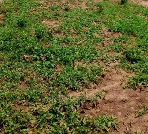 Commercial Plot of Land.L for Sale