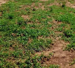 Fenced *8000M2* at *Ilasan Lekki for Sale
