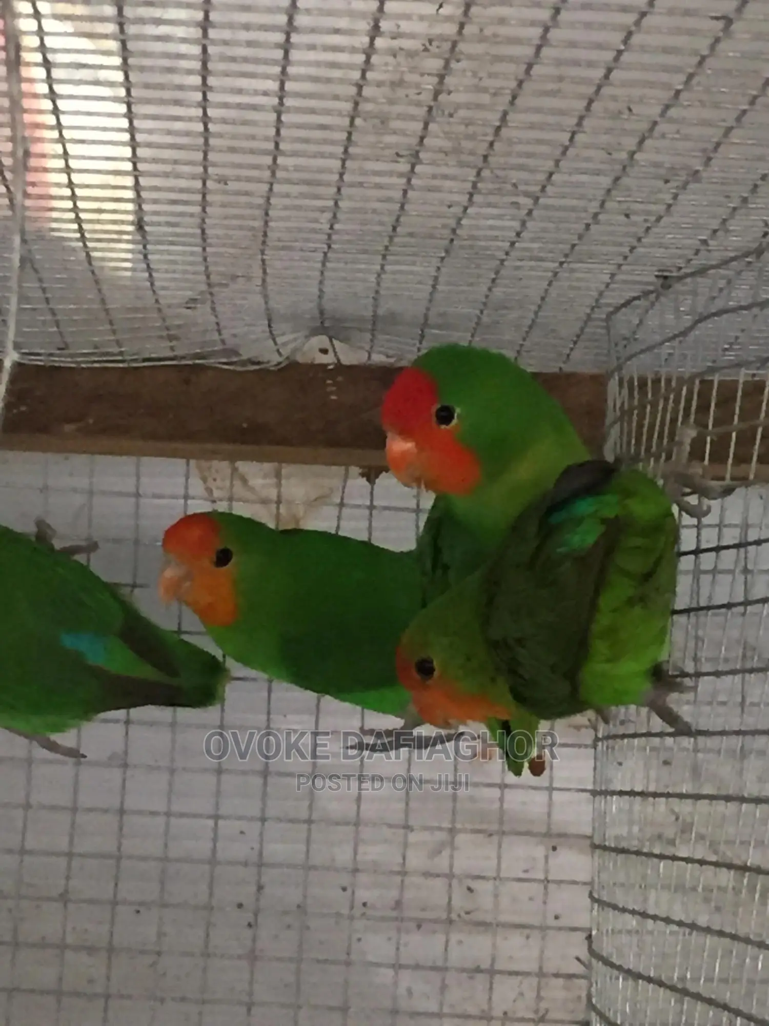 Fancy Lovebirds