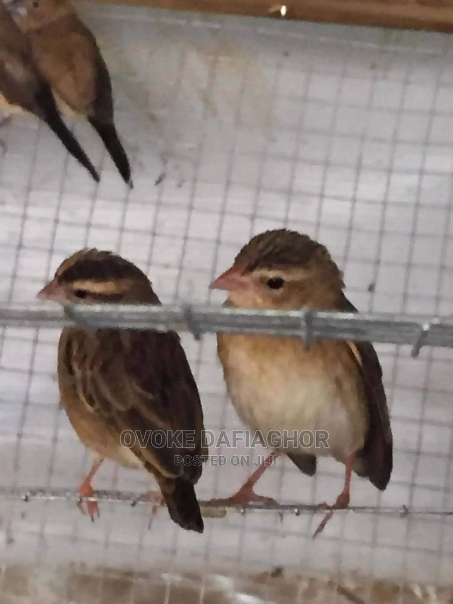 Exotic Finches Birds