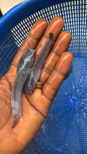 Fingerlings-juvenile Available
