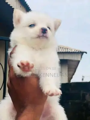 1-3 months Male Purebred American Eskimo