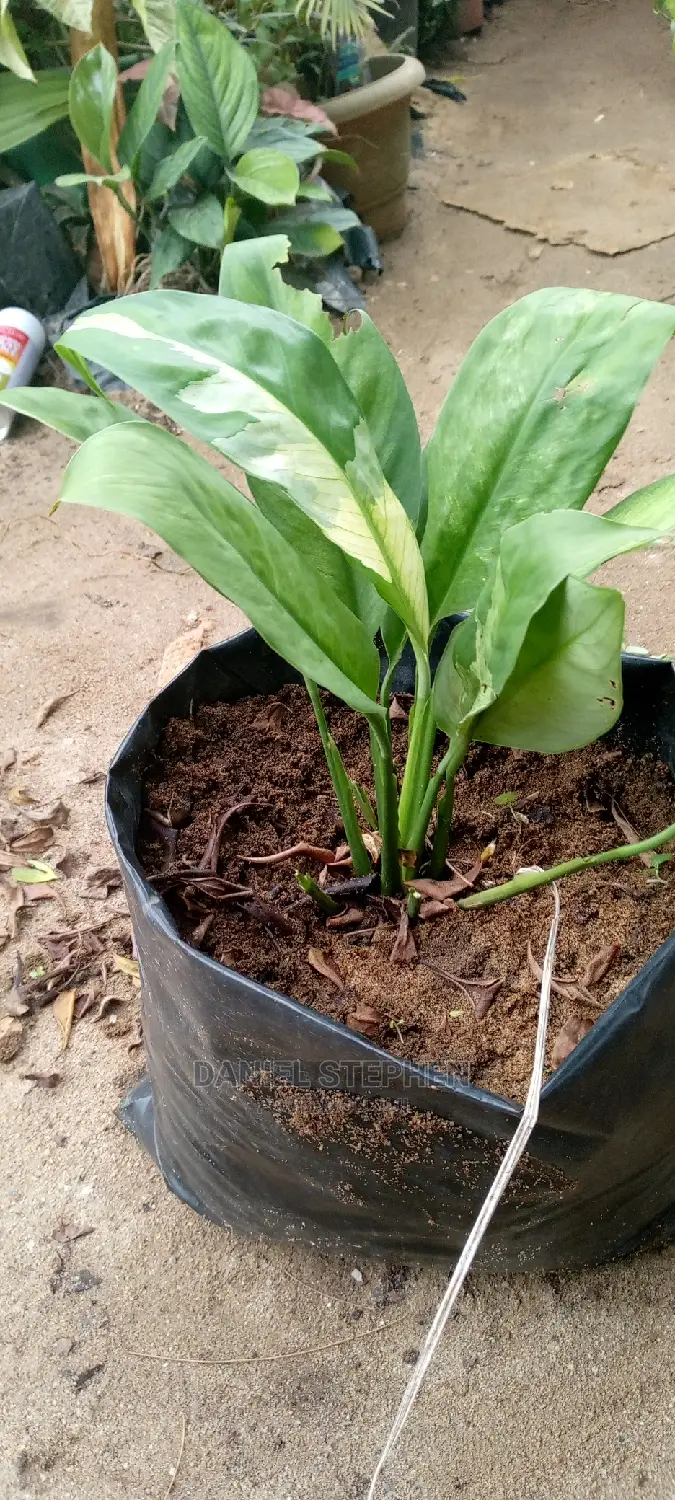 Peace Lily