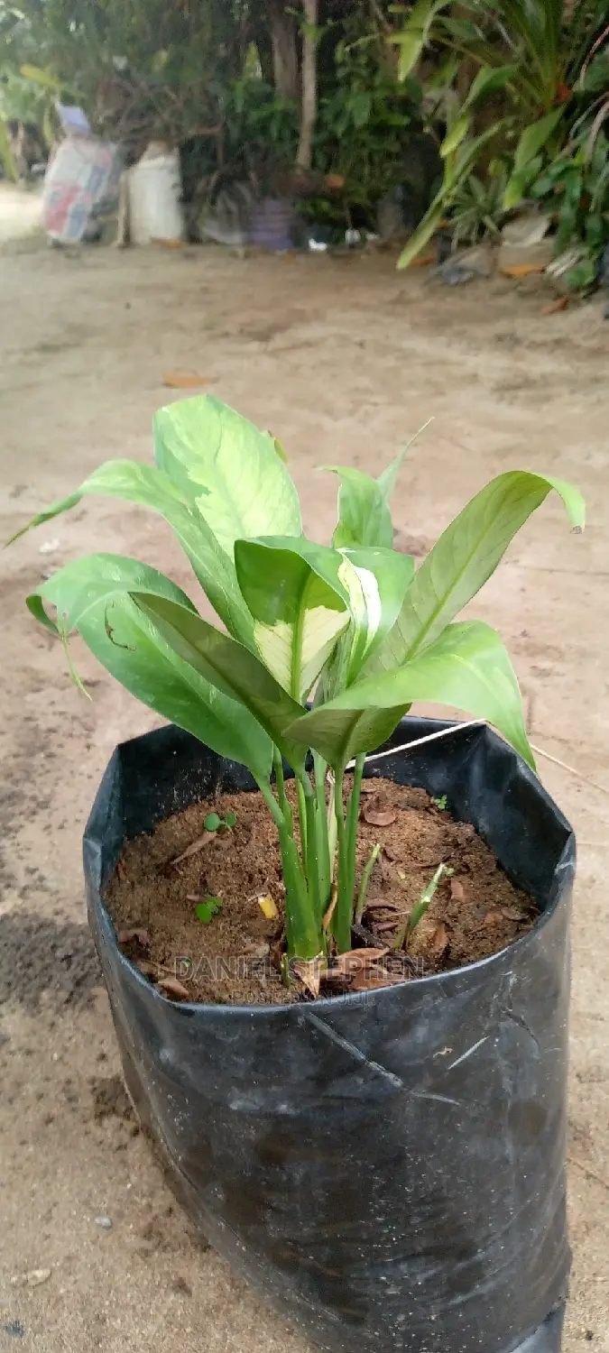 Peace Lily