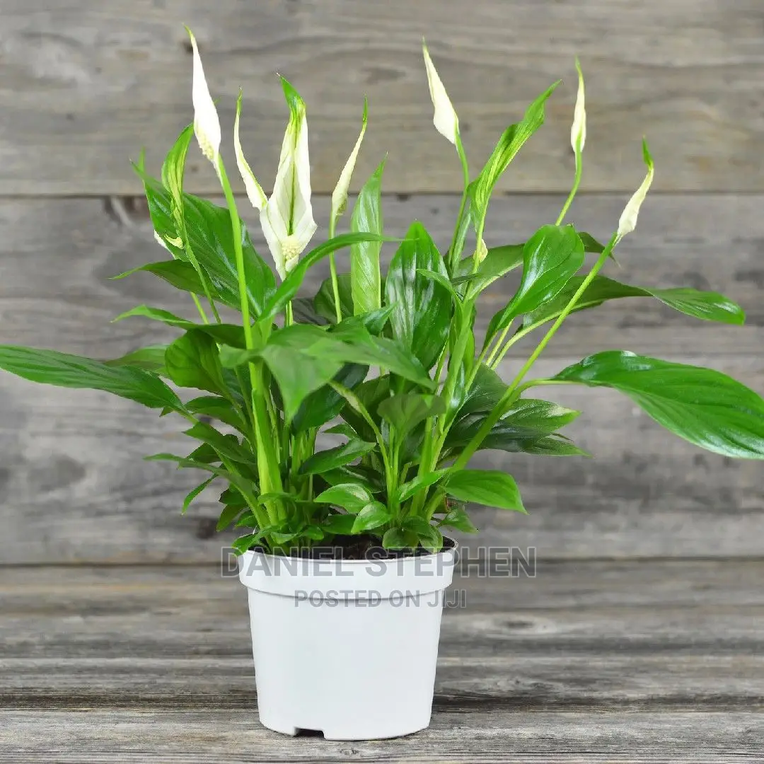 Peace Lily