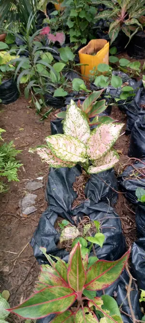 Indoor Plants