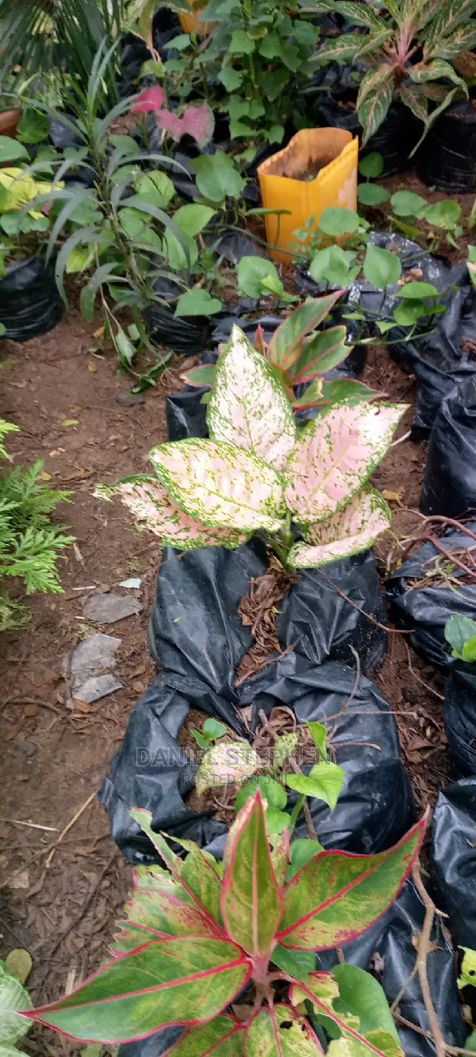 Indoor Plants