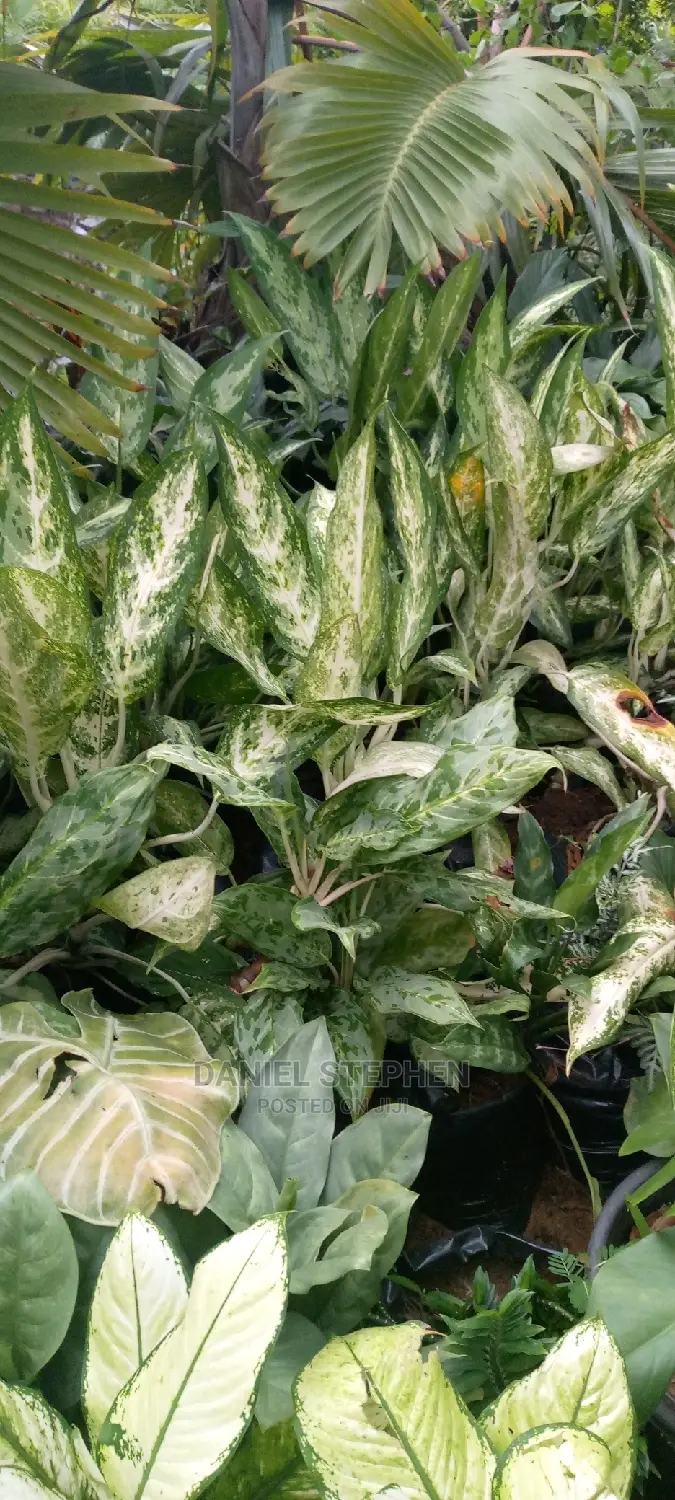 Indoor Plants