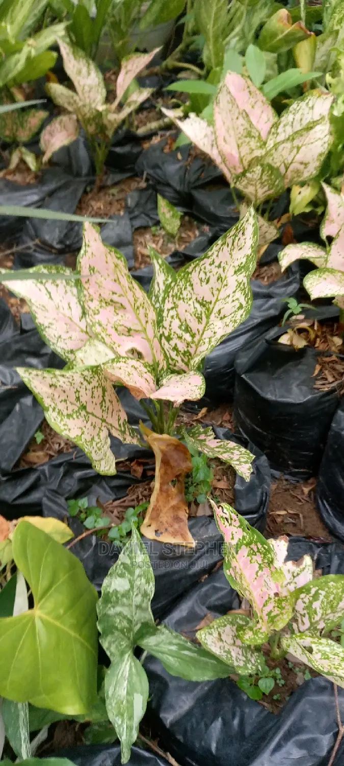 Indoor Plants