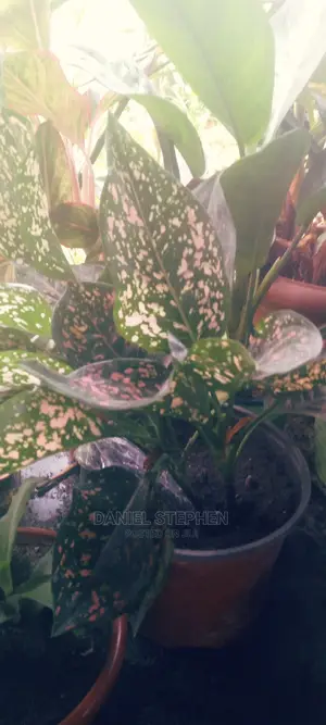 Indoor Plants for Sale