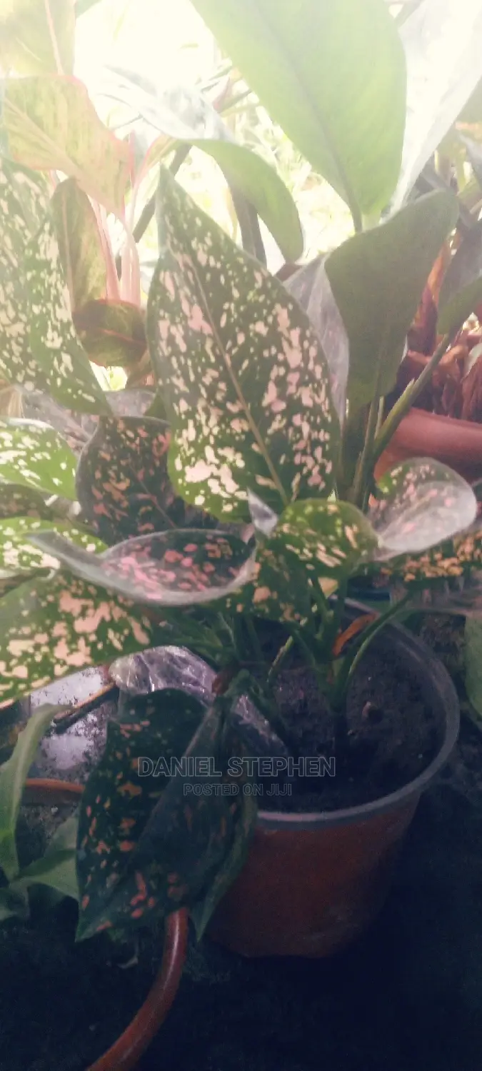 Indoor Plants for Sale
