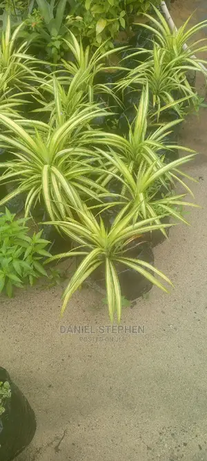 Indoor Plants for Sale